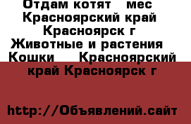 Отдам котят 4 мес - Красноярский край, Красноярск г. Животные и растения » Кошки   . Красноярский край,Красноярск г.